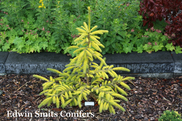 Picea sitchensis 'Sunbeam'